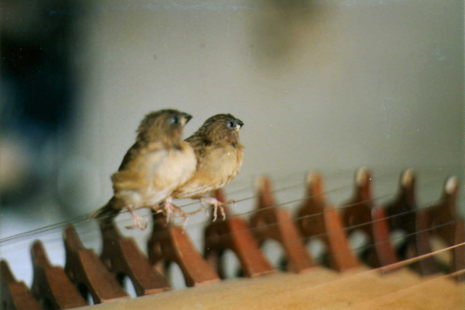 Sparrows on koto strings